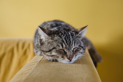 沙发上褐斑猫的浅焦摄影